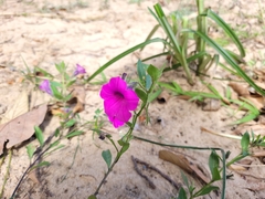 Petunia integrifolia