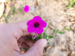 Petunia integrifolia
