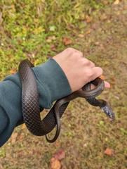 Coluber constrictor constrictor