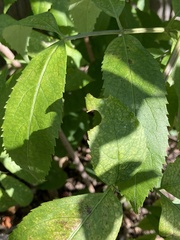 Sambucus canadensis