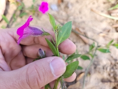 Petunia integrifolia