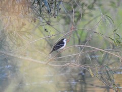 Fluvicola albiventer