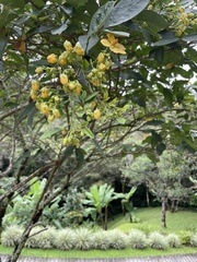 Senna occidentalis
