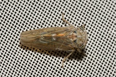 Idiocerus stigmaticalis