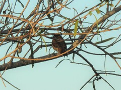 Certhiaxis cinnamomeus