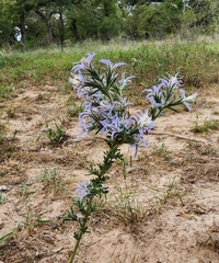 Liatris punctata mucronata