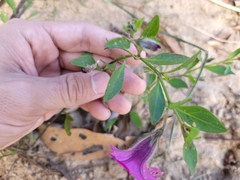 Petunia integrifolia