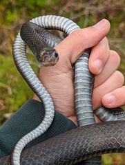 Coluber constrictor constrictor