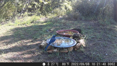 Aphelocoma woodhouseii texana