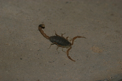 Olivierus caucasicus