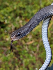 Coluber constrictor constrictor