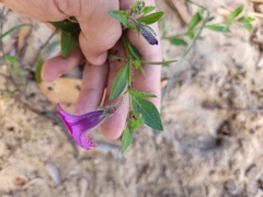 Petunia integrifolia