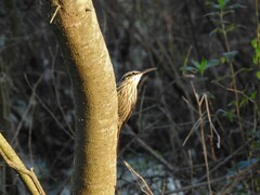 Lepidocolaptes angustirostris