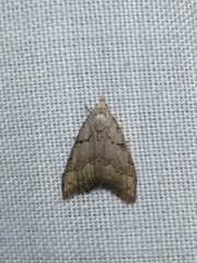 Nola thymula