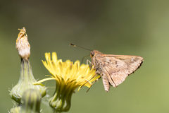 Psoralis stacara