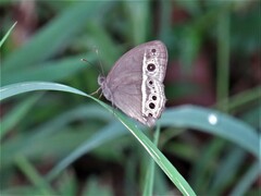 Mycalesis mineus