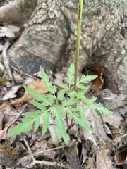 Botrypus virginianus