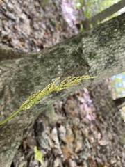 Botrypus virginianus