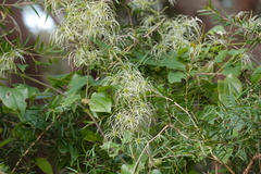 Clematis glycinoides