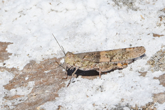 Trimerotropis salina