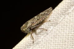 Stenidiocerus poecilus