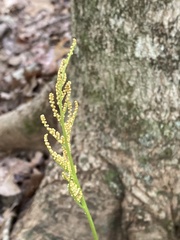 Botrypus virginianus