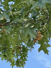 Quercus ellipsoidalis