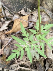 Botrypus virginianus