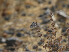 Tarucus theophrastus