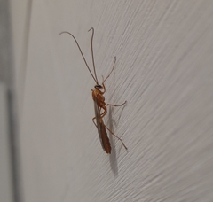 Ophion obscuratus