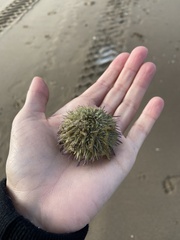 Psammechinus miliaris