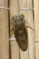 Idiocerus stigmaticalis