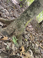 Botrypus virginianus