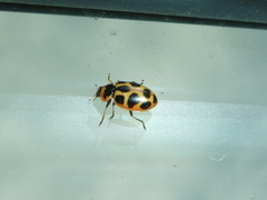 Naemia seriata