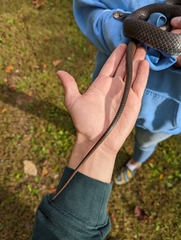 Coluber constrictor constrictor