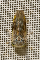 Idiocerus stigmaticalis