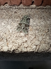 Lacinipolia
