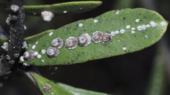 Ceroplastes rusci