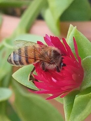 Apis mellifera