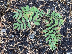 Polemonium californicum
