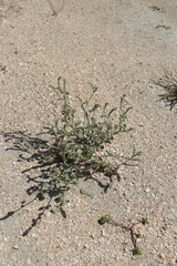 Heliotropium europaeum