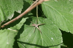 Pisaura