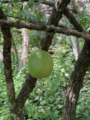 Crescentia alata