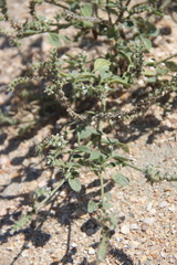 Heliotropium europaeum