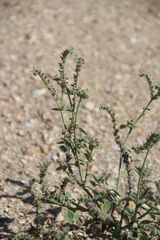 Heliotropium europaeum