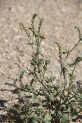 Heliotropium europaeum