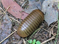 Arthrosphaera