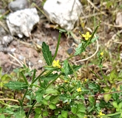 Sisymbrium officinale