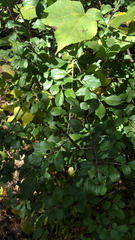Rhamnus cathartica