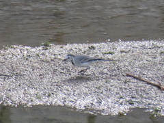 Motacilla alba